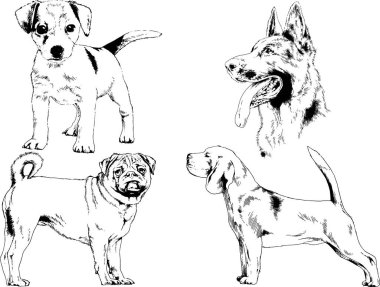 vektör çizim cins köpekler mürekkeple elle çizilmiş raflar içinde skeçler, arka plan ile obje