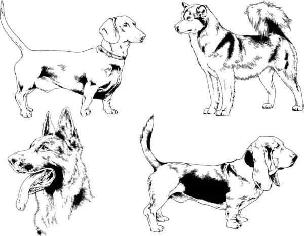 Dessins Vectoriels Croquis Chiens Pedigree Dans Les Supports Dessinés Encre — Image vectorielle