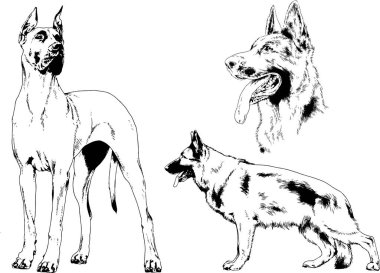 vektör çizim cins köpekler mürekkeple elle çizilmiş raflar içinde skeçler, arka plan ile obje