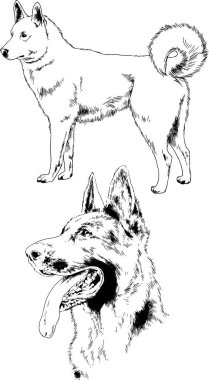 vektör çizim cins köpekler mürekkeple elle çizilmiş raflar içinde skeçler, arka plan ile obje