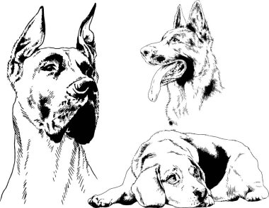 vektör çizim cins köpekler mürekkeple elle çizilmiş raflar içinde skeçler, arka plan ile obje