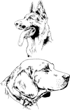 vektör çizim cins köpekler mürekkeple elle çizilmiş raflar içinde skeçler, arka plan ile obje