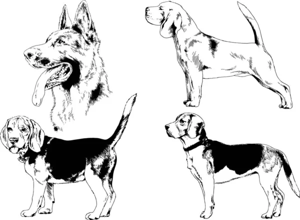 Dibujos Vectoriales Bocetos Pedigrí Perros Los Bastidores Dibujados Tinta Mano — Vector de stock