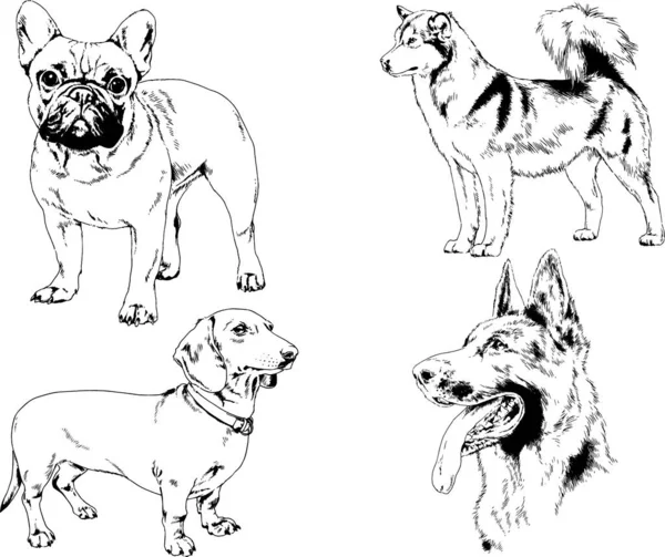 Disegni Vettoriali Schizzi Cani Pedigree Nei Rack Disegnati Inchiostro Mano — Vettoriale Stock