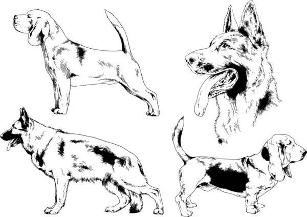 Dibujos Vectoriales Bocetos Pedigrí Perros Los Bastidores Dibujados Tinta Mano — Archivo Imágenes Vectoriales