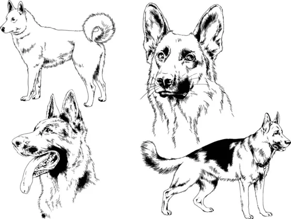 ベクター描画インクで手書きのラックの血統の犬をスケッチ 背景がないオブジェクト — ストックベクタ