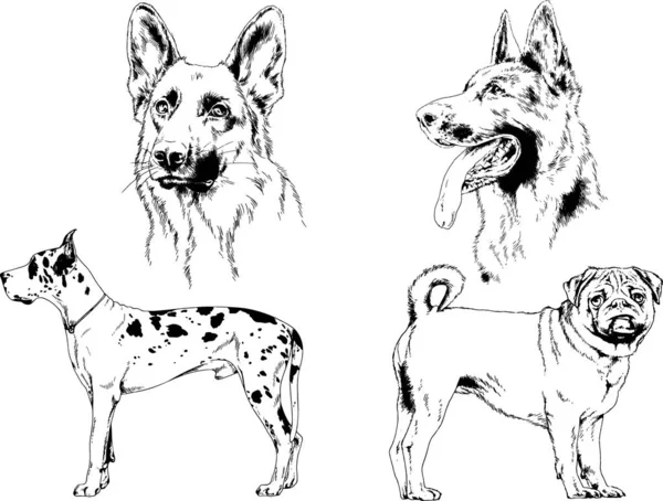 Desenhos Vetoriais Esboça Cães Pedigree Nas Prateleiras Desenhadas Tinta Mão —  Vetores de Stock