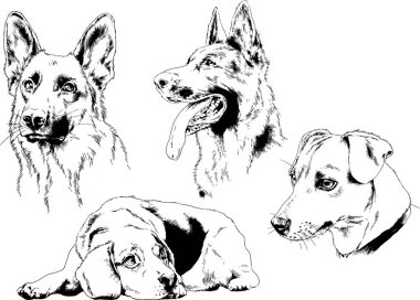vektör çizim cins köpekler mürekkeple elle çizilmiş raflar içinde skeçler, arka plan ile obje