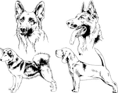 vektör çizim cins köpekler mürekkeple elle çizilmiş raflar içinde skeçler, arka plan ile obje