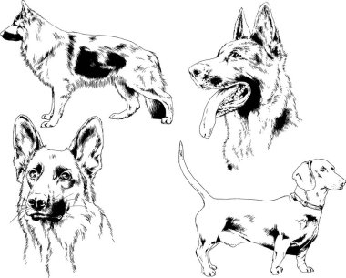 vektör çizim cins köpekler mürekkeple elle çizilmiş raflar içinde skeçler, arka plan ile obje