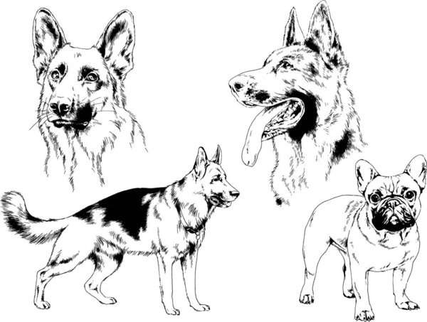 Desenhos Vetoriais Esboça Cães Pedigree Nas Prateleiras Desenhadas Tinta Mão —  Vetores de Stock