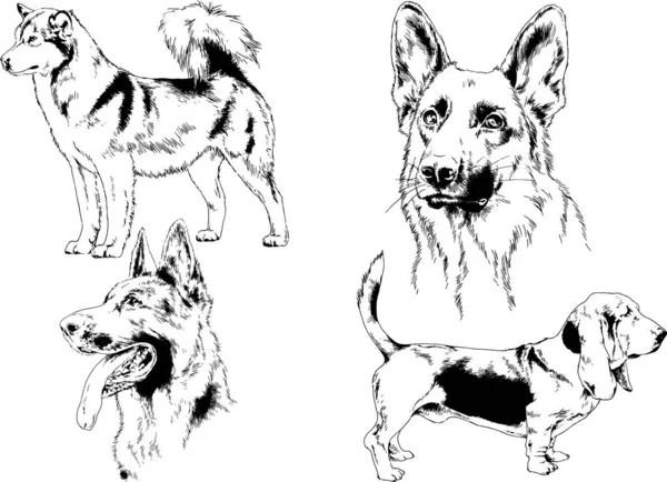 Dessins Vectoriels Croquis Chiens Pedigree Dans Les Supports Dessinés Encre — Image vectorielle