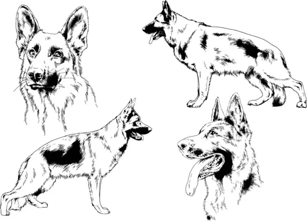 ベクター描画インクで手書きのラックの血統の犬をスケッチ 背景がないオブジェクト — ストックベクタ