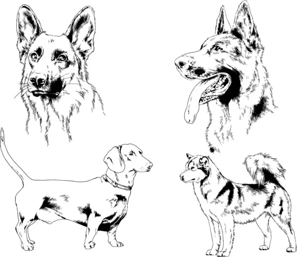 Disegni Vettoriali Schizzi Cani Pedigree Nei Rack Disegnati Inchiostro Mano — Vettoriale Stock