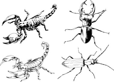 Vektör çizimleri farklı böcekler çizer. Akrepler, mürekkeple çizilen örümcekler, arka planı olmayan nesneler.