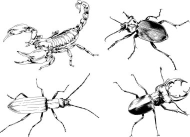 Vektör çizimleri farklı böcekler çizer. Akrepler, mürekkeple çizilen örümcekler, arka planı olmayan nesneler.