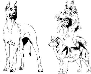 vektör çizim cins köpekler mürekkeple elle çizilmiş raflar içinde skeçler, arka plan ile obje