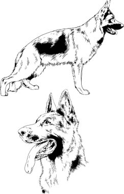 vektör çizim cins köpekler mürekkeple elle çizilmiş raflar içinde skeçler, arka plan ile obje