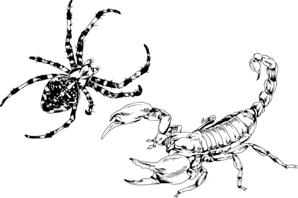 Disegni Vettoriali Schizzi Insetti Diversi Insetti Ragni Scorpioni Disegnati Mano — Vettoriale Stock