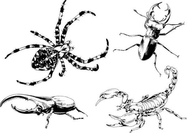 Vektorzeichnungen Skizzieren Verschiedene Insekten Käfer Skorpione Spinnen Mit Tusche Von — Stockvektor