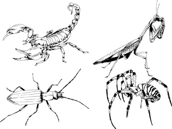 Vektorzeichnungen Skizzieren Verschiedene Insekten Käfer Skorpione Spinnen Mit Tusche Von — Stockvektor