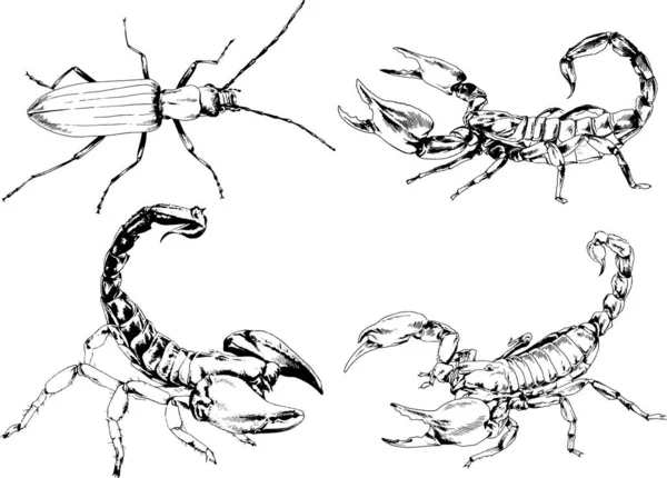 Desenhos Vetoriais Esboços Diferentes Insetos Insetos Escorpiões Aranhas Desenhadas Tinta —  Vetores de Stock