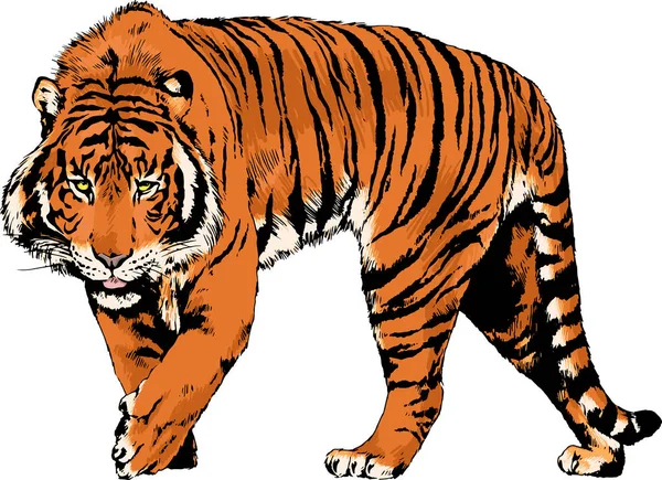 捕食者の入れ墨のロゴの手からインクで描かれた虎 — ストックベクタ