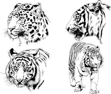 vektör çizimleri çizimler farklı yırtıcı hayvan, kaplan aslan çita ve leopar mürekkep el tarafından nesneleri arka plan ile çizilir