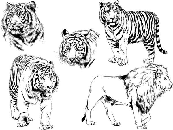 Dessins Vectoriels Esquisse Différents Prédateurs Tigres Lions Guépards Léopards Sont — Image vectorielle