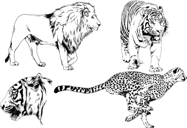 Vector Drawings Sketches Different Predator Tigers Lions Cheetahs Leopards Drawn — Stock Vector