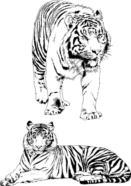 Vector Drawings Sketches Different Predator Tigers Lions Cheetahs Leopards Drawn — Stock Vector