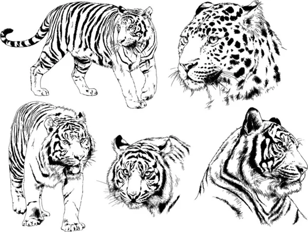 Dibujos Vectoriales Bocetos Diferentes Depredadores Tigres Leones Guepardos Leopardos Dibujan — Vector de stock