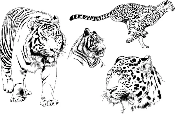 Desenhos Vetoriais Esboços Predador Diferente Leões Tigres Chitas Leopardos São —  Vetores de Stock