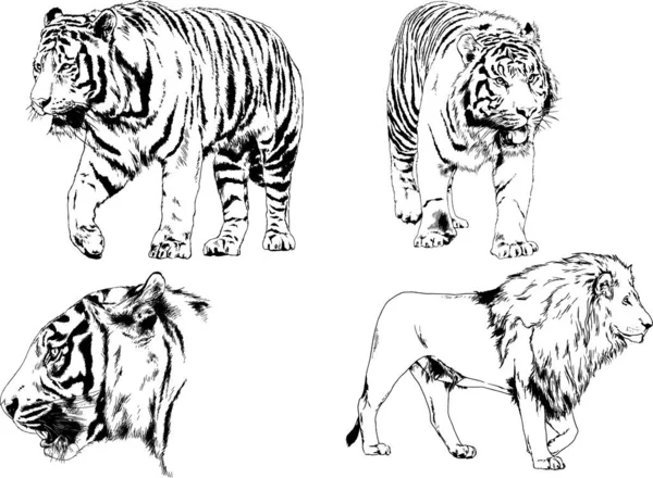 Dibujos Vectoriales Bocetos Diferentes Depredadores Tigres Leones Guepardos Leopardos Dibujan — Vector de stock