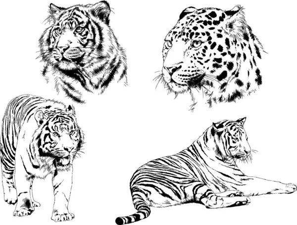 Dessins Vectoriels Esquisse Différents Prédateurs Tigres Lions Guépards Léopards Sont — Image vectorielle