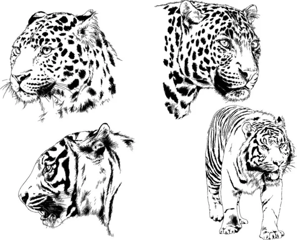 Dessins Vectoriels Esquisse Différents Prédateurs Tigres Lions Guépards Léopards Sont — Image vectorielle