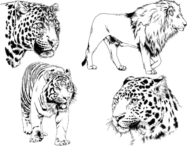 Dibujos Vectoriales Bocetos Diferentes Depredadores Tigres Leones Guepardos Leopardos Dibujan — Archivo Imágenes Vectoriales