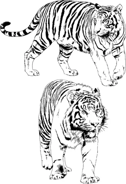 Dibujos Vectoriales Bocetos Diferentes Depredadores Tigres Leones Guepardos Leopardos Dibujan — Archivo Imágenes Vectoriales