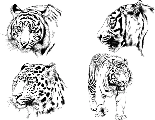 Dibujos Vectoriales Bocetos Diferentes Depredadores Tigres Leones Guepardos Leopardos Dibujan — Vector de stock