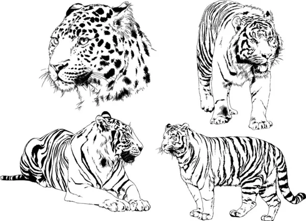 Dibujos Vectoriales Bocetos Diferentes Depredadores Tigres Leones Guepardos Leopardos Dibujan — Archivo Imágenes Vectoriales