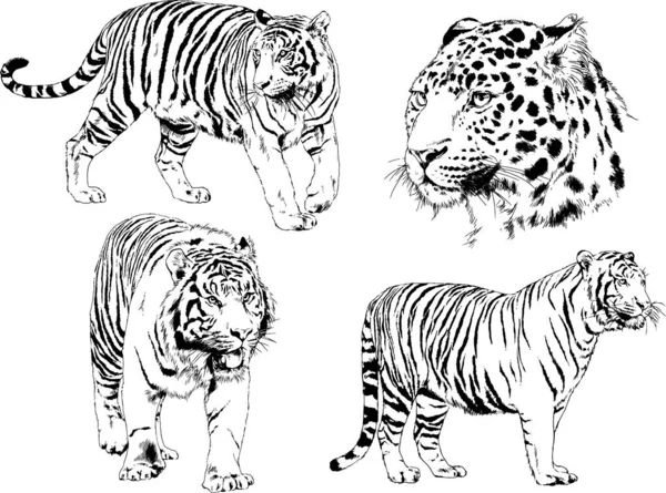 Vector Drawings Sketches Different Predator Tigers Lions Cheetahs Leopards Drawn — Stock Vector