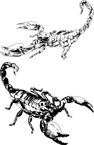 Dibujos Vectoriales Bocetos Insectos Diferentes Insectos Scorpions Arañas Dibujadas Con — Archivo Imágenes Vectoriales