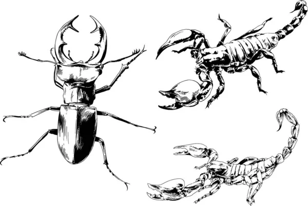 Disegni Vettoriali Schizzi Insetti Diversi Insetti Ragni Scorpioni Disegnati Mano — Vettoriale Stock