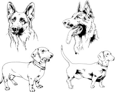 vektör çizim cins köpekler mürekkeple elle çizilmiş raflar içinde skeçler, arka plan ile obje
