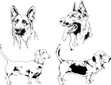 vektör çizim cins köpekler mürekkeple elle çizilmiş raflar içinde skeçler, arka plan ile obje