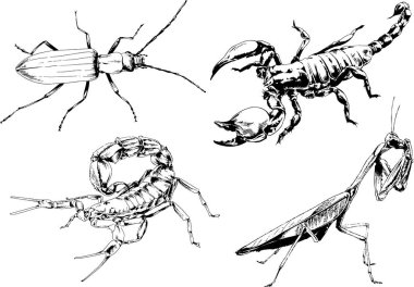Vektör çizimleri farklı böcekler çizer. Akrepler, mürekkeple çizilen örümcekler, arka planı olmayan nesneler.