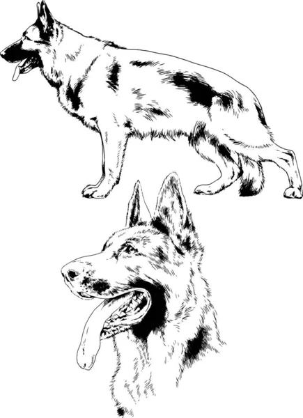 Dibujos Vectoriales Bocetos Pedigrí Perros Los Bastidores Dibujados Tinta Mano — Vector de stock