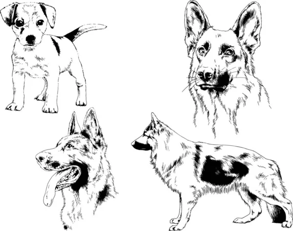 Desenhos Vetoriais Esboça Cães Pedigree Nas Prateleiras Desenhadas Tinta Mão —  Vetores de Stock