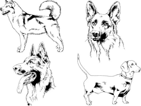 Dessins Vectoriels Croquis Chiens Pedigree Dans Les Supports Dessinés Encre — Image vectorielle