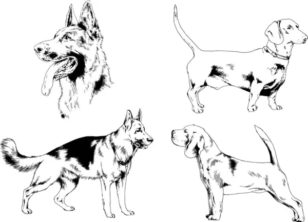 Desenhos Vetoriais Esboça Cães Pedigree Nas Prateleiras Desenhadas Tinta Mão — Vetor de Stock